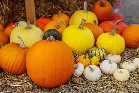 Fresh pumpkins on haystack at farm