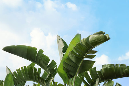 View of green palm leaves on sunny dayの写真素材