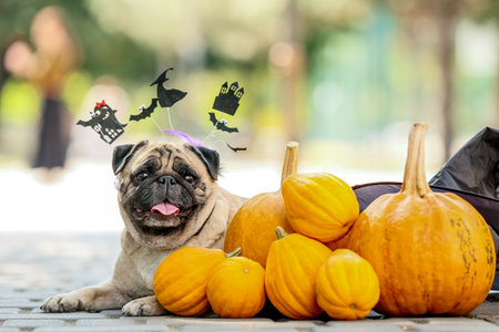 Cute pug dog with Halloween decor and pumpkins outdoorsの写真素材