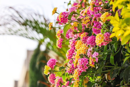 Beautiful pink and yellow flowers outdoors, closeupの写真素材