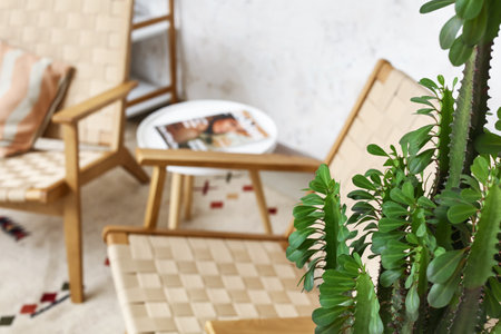 Green cactus in living room, closeupの写真素材
