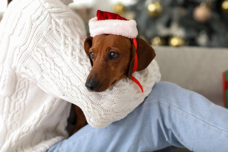 Funny dachshund dog with Santa hat and owner at home on Christmas eve, closeupの写真素材