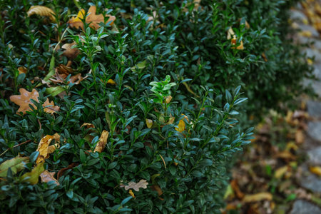 Green bushes with fallen leaves in autumn park, closeupの写真素材