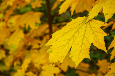 Tree branch with yellow maple leaves outdoors, closeupの写真素材