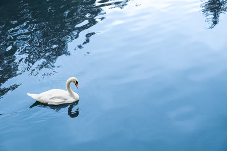 Beautiful white swan swimming in riverの写真素材