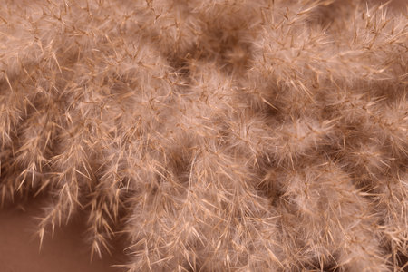 Close up view of dried pampas grassの写真素材