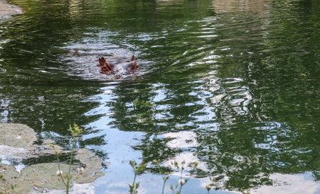 Cute hippopotamus in zoological garden