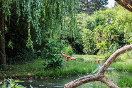 beautiful flamingos in green parkの写真素材