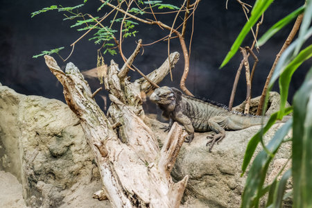 Exotic iguana in zoological garden