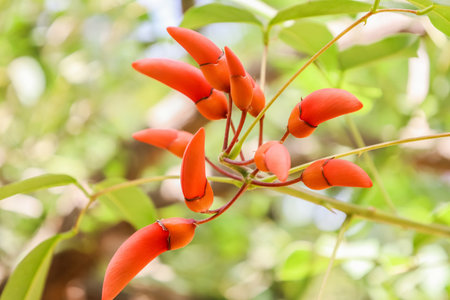 Exotic tropical plant in botanical garden, closeupの写真素材