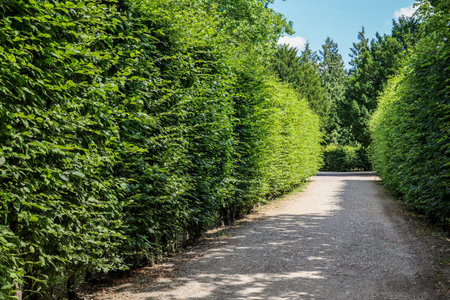beautiful alley in green park