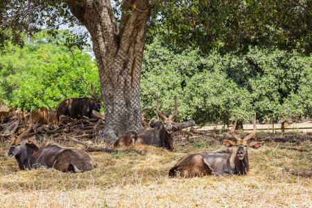 Greater kudu antelopes (Tragelaphus strepsiceros) in safari parkの写真素材