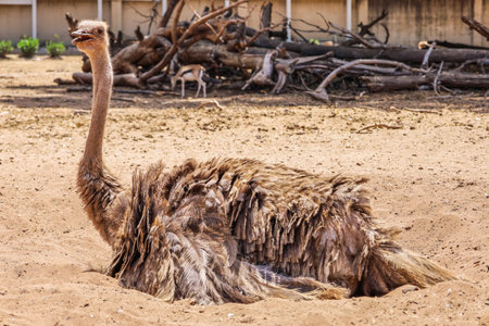 African ostrich in safari parkの写真素材