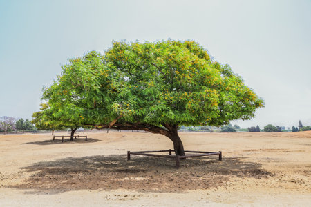beautiful green tree in safari park