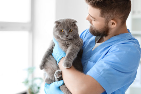 Male veterinarian with Scottish fold cat in clinic