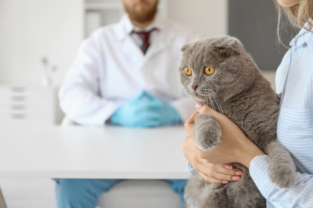Woman with Scottish fold cat visiting veterinarian clinic