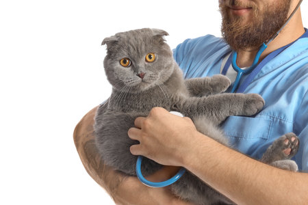 Male veterinarian with Scottish fold cat on white backgroundの写真素材