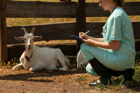 Veterinarian examining goat on farmの写真素材