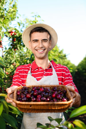 Young man holding basket with red cherries in garden on summer day