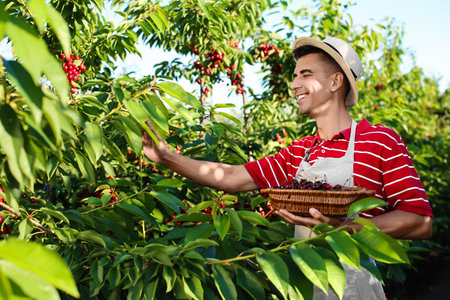Young man gathering red cherries in the garden on summer day