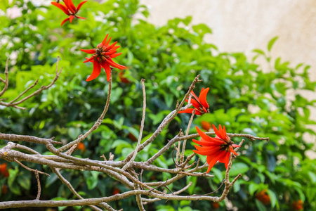 Tree with red flowers outdoors, closeup