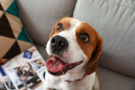 Cute Beagle dog sitting on sofa at home, closeupの写真素材