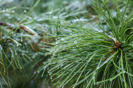Icy pine tree branches on winter day, closeup