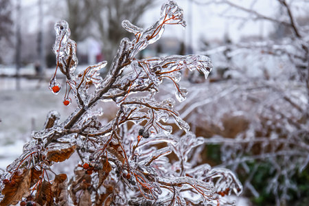 Icy tree branches with dry berries on winter city street