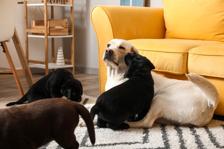 Cute Labrador dog with puppies in roomの写真素材