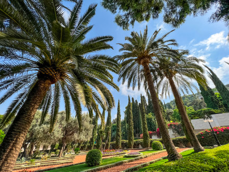 View of beautiful park with green palmsの写真素材