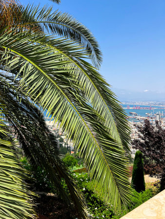 green palm leaves on cityscape backgroundの写真素材