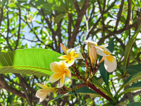 Branch with beautiful plumeria flowers, closeupの写真素材