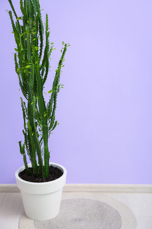 Green cactus and rug on floor near color wall in roomの写真素材