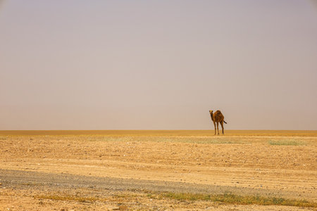 View of beautiful camel in desertの写真素材
