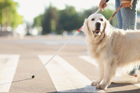 Guide dog with blind man crossing road in cityの写真素材