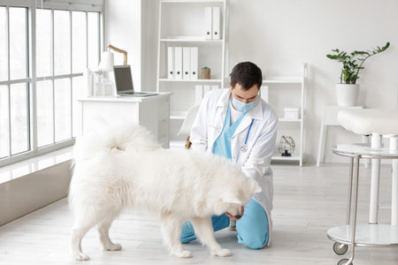 Veterinarian examining cute dog in clinic