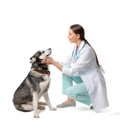 Veterinarian with cute dog on white background