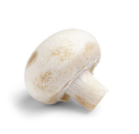 Raw champignon mushroom on white backgroundの写真素材