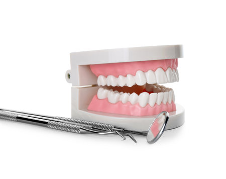 Jaw model with dental tools on table against white background