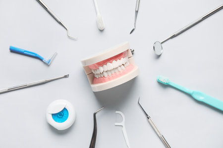 Jaw model with dental tools on gray background