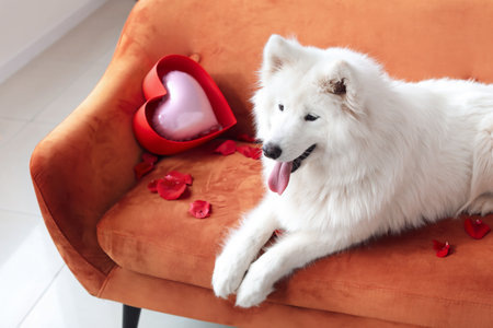 Cute Samoyed dog on sofa at home. Valentine's Day celebrationの写真素材