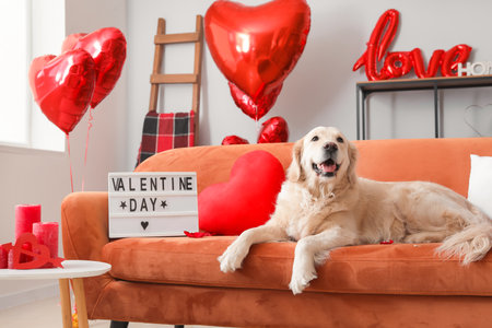 Cute dog with red heart lying on sofa. Valentine's Day celebrationの写真素材