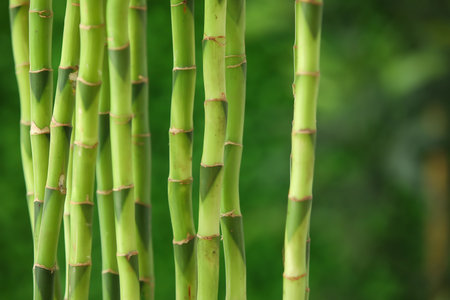 Bamboo stems on blurred background, closeupの写真素材
