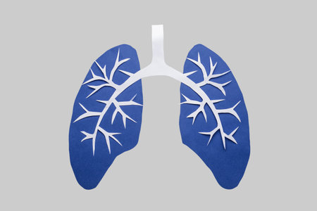 paper human lungs on gray background