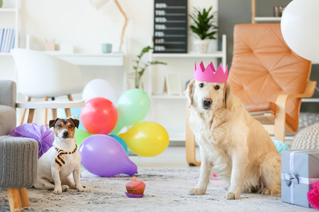 Adorable dogs celebrating birthday at homeの写真素材