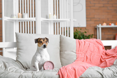 Cute dog with alarm clock on sofa at homeの写真素材