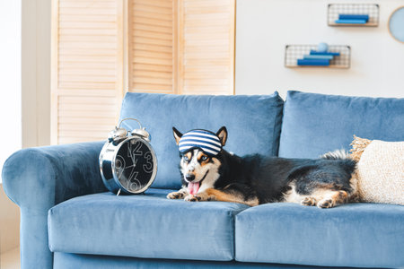 Cute dog with alarm clock and sleep mask on sofa at homeの写真素材