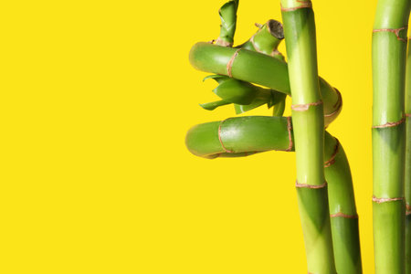 Bamboo stems on yellow background, closeupの写真素材