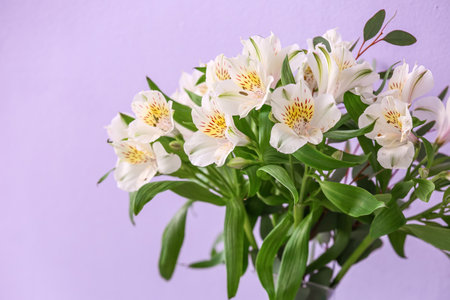 Bouquet of alstroemeria flowers on purple background, closeupの写真素材