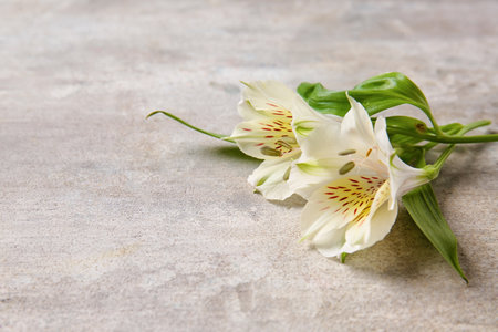 White alstroemeria flowers on grunge backgroundの写真素材